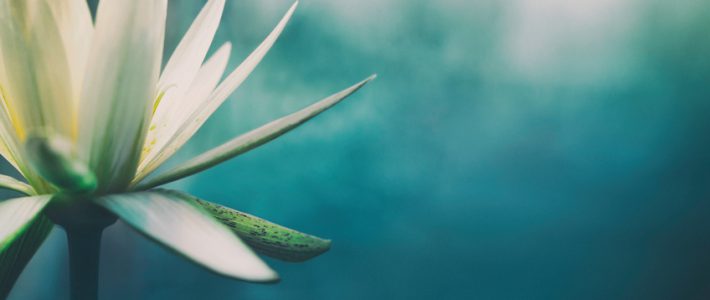 Lotus flower in bloom with copy space, shallow depth of field.