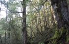 Naturen som stressreducerare: Fördelar med skogsbad